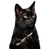 Meme Kucing Viral #2 🐱 20