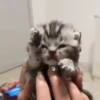 Gatos Curiosos 2😼👁️‍🗨️  17