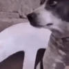 Perritos🐕 11