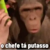 🐒 Macaco | Deboche Sincerão 23