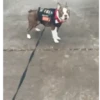 Service Dog