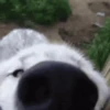 🐶 PERRITOS PAL GRUPO 🐾 13