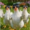 Dance,Gallinas virales TikTok🐔 18