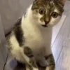 Gatos Curiosos 3😼👁️‍🗨️  18