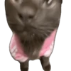 Meme Kucing Viral #2 🐱 12
