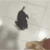 🐶 PERRITOS PAL GRUPO 🐾 7