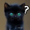Gatos expresivos random 🐈💬 5