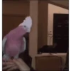 🦜 LORITOS PAL CHAT 🦜 10