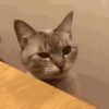 Kitty cats gif  8