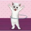 Gatos  7