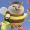 Gatos  8