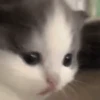 😽 Gatitos Que Necesitas 😻 5
