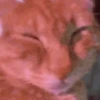 😽 Gatitos Que Necesitas 😻 10