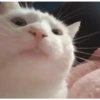 Gatinhos | Cats 🐱 11