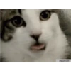 sfwgif.com