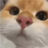 Animais do TikTok 😹 7