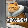 Gatos expresivos random 🐈💬 9