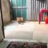 Monkeys random 5