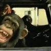 Crazy Monkey 🐒 9