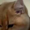 Gatos 2 10