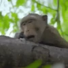 Macacos 13