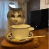 Gatos Curiosos 2😼👁️‍🗨️  21