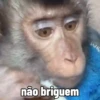 🐒 Macaco | Deboche Sincerão 22