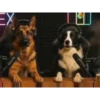 Fun animal reactions 8