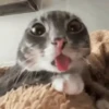 Gatos Curiosos 2😼👁️‍🗨️  12