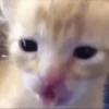 Gatos 😺/⁠ᐠ⁠｡⁠ꞈ⁠｡⁠ᐟ⁠\ 14