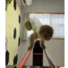 Monkeys random 3