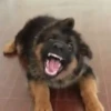 DOGS FOFOS 😍 9
