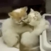 😻Gatitos Pal Chat 2 😹 21