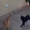 😻🐈‍⬛ Cats 5 M Tiktok 📱 14