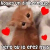 💓🐱Michis Para Tu Amorcito🐱💓 12