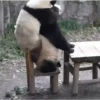 Pandas Fofinhos 🐼 21