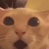 GATITOS 😸 10