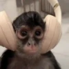 Monitos 7