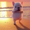 Pibble perro Tiktok 😎 9