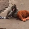 Punch monito 🙈 peluche 🧸 7