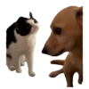 Meme Kucing Viral #2 🐱 11