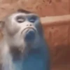 Monos 5🐒Changos 🙉 15