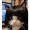 Gatinho 11