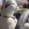 GATINHOS ANIMADOS🐈😹 5