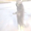 Animados 12