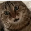 MICHIS RANDOM RANDOM 🙀😹🐈 7