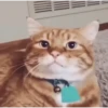 Gatitos Animados 😍✨ 8