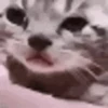 Meme Kucing Viral #2 🐱 23