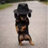 टिकटॉक के पिल्ले 🐶🎵  18