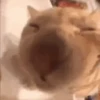 ANIMALITOS 2 🥺😍 13